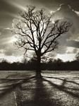 pic for alone tree